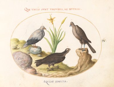 Egyptische Gier, een Noordelijke Havik en een "Aquila Heteropode" (Slangenarend?) door Joris Hoefnagel