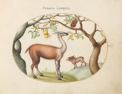 Plaat 4: Lama en Eland door Joris Hoefnagel