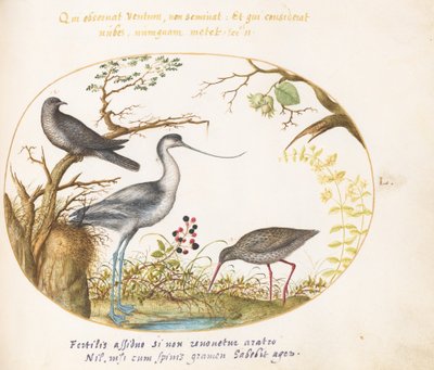 Plaat 50: Een kluut met twee andere vogels door Joris Hoefnagel