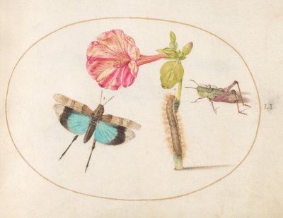 Plaat 51: Sprinkhanen en een rups met een wonderbloem door Joris Hoefnagel