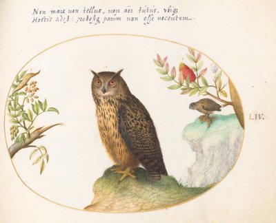 Plaat 54: Een Uil, met een Tweede in de Verte die een Konijn Eet door Joris Hoefnagel
