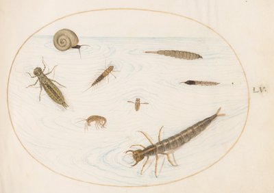 Plaat 55: waterinsecten en ongewervelden, waaronder een slak door Joris Hoefnagel