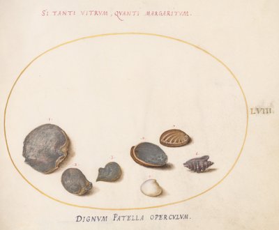 Plaat 58: Schelpen, inclusief Abalone(?) door Joris Hoefnagel
