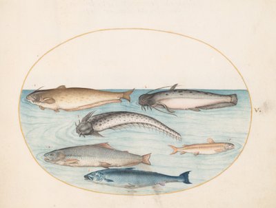 Plaat 5: Drie Meervallen, een Zalm en Twee Andere Vissen door Joris Hoefnagel