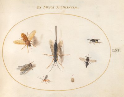 Plaat 61: Zeven insecten, waaronder vliegen door Joris Hoefnagel