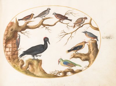 Plaat 69: Zwarte specht, Europese groene specht, boomklever en andere vogels door Joris Hoefnagel