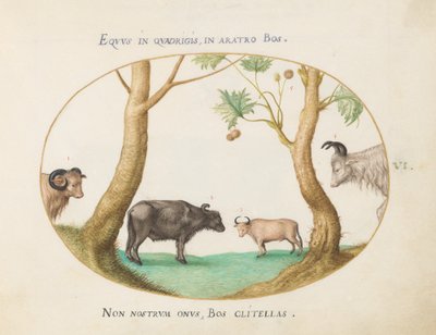 Plaat 6: Een verscheidenheid aan ossen met een ram en een waterbuffel(?) bij een plataan door Joris Hoefnagel