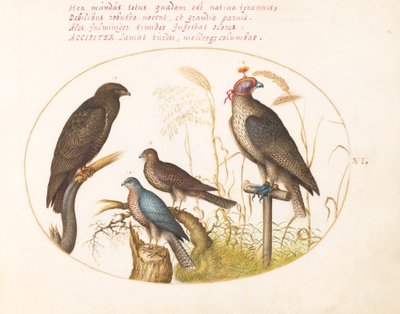 Plaat 6: Vier Roofvogels, Inclusief een Sperwer(?) door Joris Hoefnagel