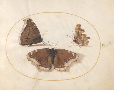 Plaat 6: Twee Uitzichten van een Rouwmantel (Camberwell Beauty) Vlinder met een Komma Vlinder door Joris Hoefnagel