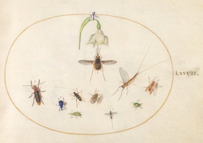 Plaat 77: Kolibrievlinder met een Witte Bloem, Blauwe en Groene Snuitkevers, en Andere Insecten door Joris Hoefnagel