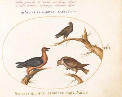 Plaat 8: Baardgier met twee roofvogels door Joris Hoefnagel