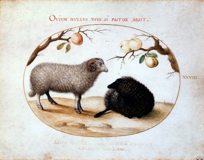 Ram, Zwart Schaap en Twee Appeltakken, 16e eeuw door Joris Hoefnagel