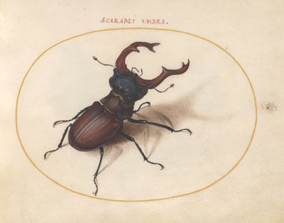 Scarabee, ca. 1575-80 door Joris Hoefnagel