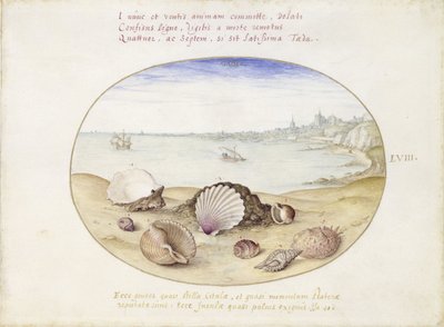 Zeeschelpen en uitzicht op Cádiz door Joris Hoefnagel
