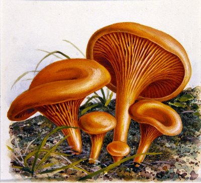Studie van schimmels door Josef Fleischmann