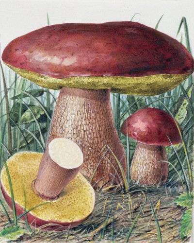Studie van schimmel door Josef Fleischmann