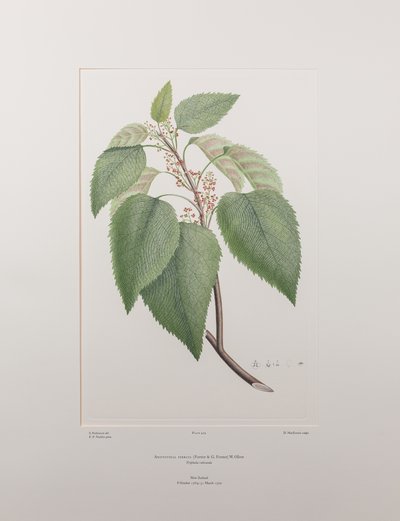 Aristotelia serrata (Elaeocarpaceae) - Plaat 419, Banks