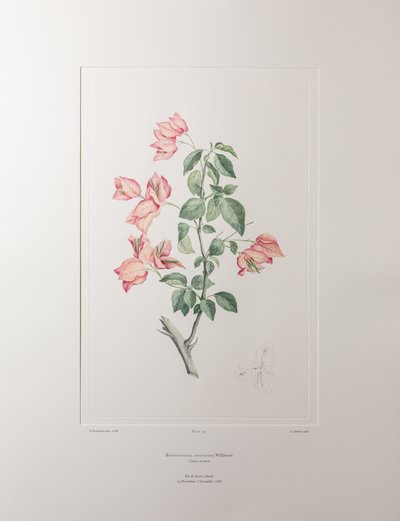 Bouganvillea spectabilis (Nyctaginaceae) - Plaat 355, Banks