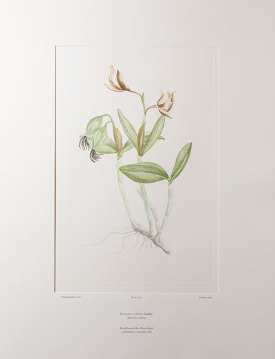 Cattleya forbesii (Orchidaceae) - Plaat 358, Banks