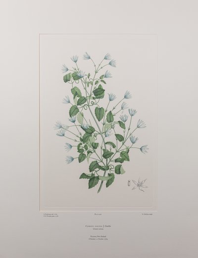 Clematis forsteri (Ranunculaceae) - Plaat 402, Banks