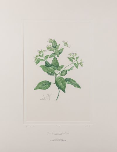 Dicliptera bracteata (Acanthaceae) - Plaat 636, Banks