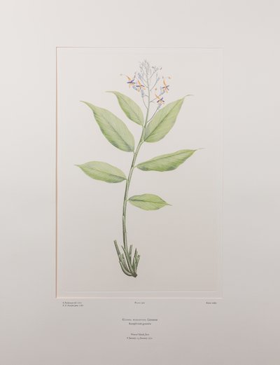 Globba marantina (Zingiberaceae) - Plaat 390, Banks