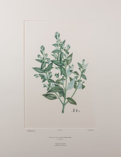 Haloragis erecta (Haloragidaceae) - Plaat 439, Banks
