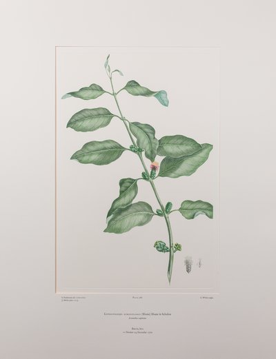 Lepeostegeres geminiflorus (Loranthaceae) - Plaat 386, Banks
