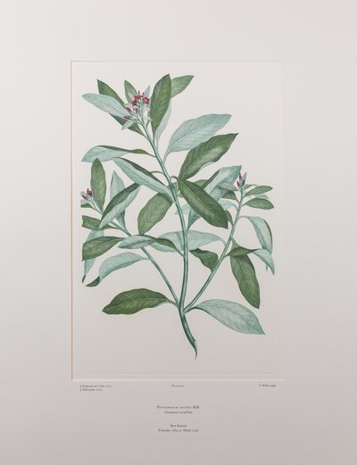 Pittosporum ralphii (Pittosporaceae) - Plaat 413, Banks