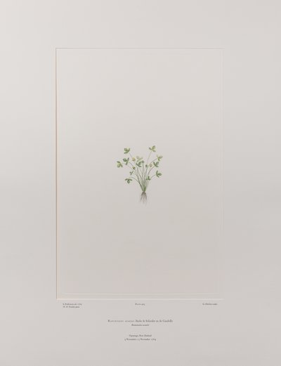 Ranunculus acaulis (Ranunculaceae) - Plaat 403, Banks