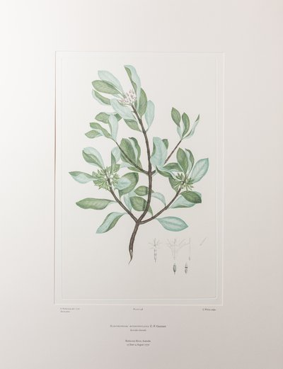 Schyphiphora hydrophyllacea (Rubiaceae) - Plaat 148, Banks