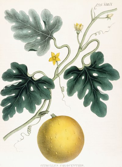 Colocynth, uit "Illustraties van Medische Botanica: Bestaande uit gekleurde figuren van de planten die de belangrijke artikelen van de Materia Medica leveren". J.H. Colen door Joseph Carson