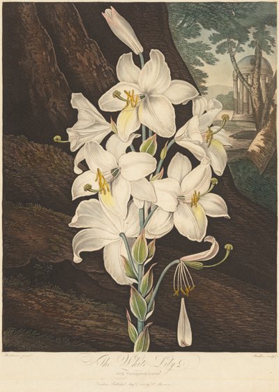 De Tempel van Flora; of Tuin van de Natuur: Witte Lelie met Bonte Bladeren door Joseph Constantine Stadler