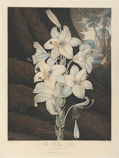 De witte lelie met bonte bladeren, 1800, uit Robert John Thornton, de 