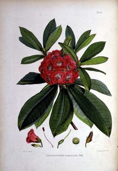Rhododendron: Barbatum, lithografie door Walter Hood Fitch door Joseph Dalton Hooker