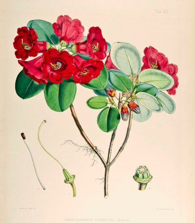 Rhododendron thomsonii, 1895 door Joseph Dalton Hooker
