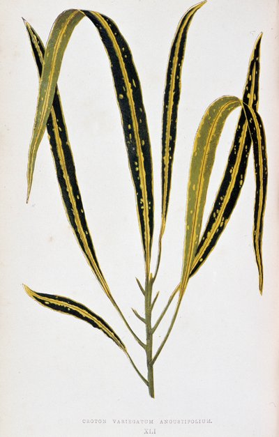Croton blad variegatum angustifolium. Botanische plaat in 