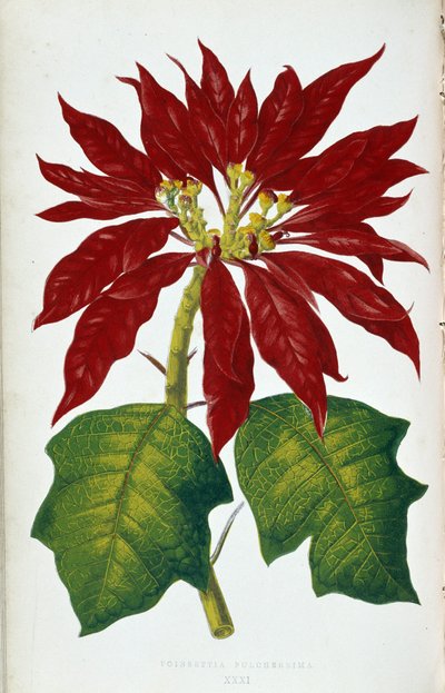 Bloem en bladeren van Poinsettia Pulcherrima. Botanische plaat in 