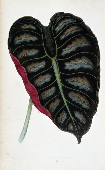 Blad van Alocasia metallica. Botanische plaat in Planten met gekleurd blad. Collectie van de meest opmerkelijke soorten gebruikt om tuinen, kassen en appartementen te versieren, door Edward Joseph Lowe en W. Howard, leden van de London Horticulture Society door Joseph Edward and Howard W Lowe