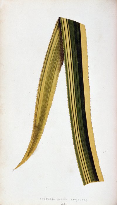 Blad van Ananassa Sativa Variegata door Joseph Edward and Howard W Lowe