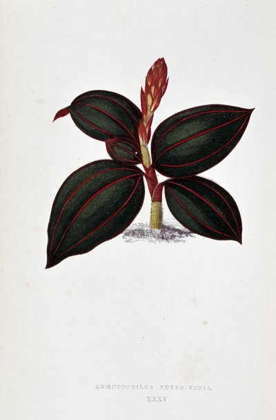 Blad van Anoectochilus Rubro Venia door Joseph Edward and Howard W Lowe