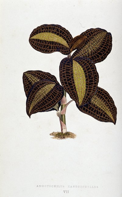 Blad van Anoectochilus Xantophyllus. Botanische plaat in 