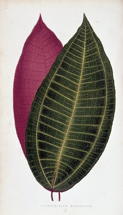 Blad van Cyanophyllum Magnificum. Botanische plaat in 