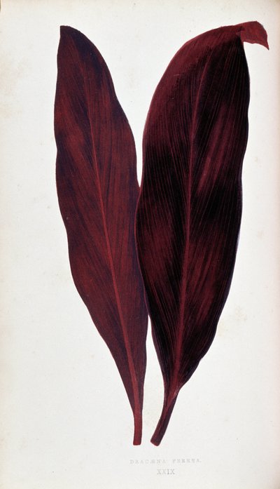 Blad van Dracaena ferrea in 