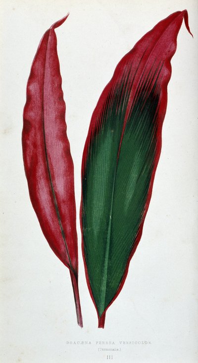 Blad van Dracaena ferrea versicolor. Botanische plaat in 