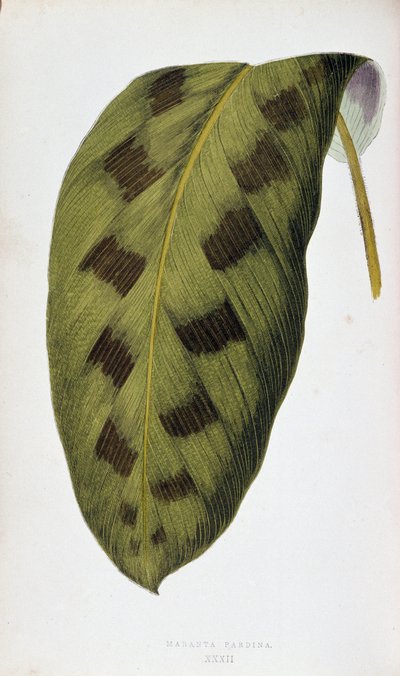 Blad van Maranta Pardina. Botanische plaat in 