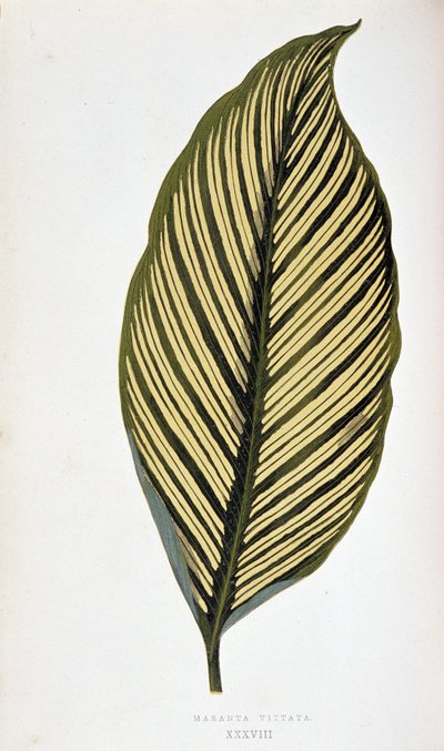 Blad van Maranta Vittata door Joseph Edward and Howard W Lowe