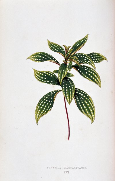 Blad van Sonerila margaritacea. Botanische plaat in Planten met kleurrijk blad. Collectie van de meest opmerkelijke soorten gebruikt om tuinen, kassen en appartementen te versieren, door Edward Joseph Lowe en W. Howard, leden van de London Horticulture Soc door Joseph Edward and Howard W Lowe