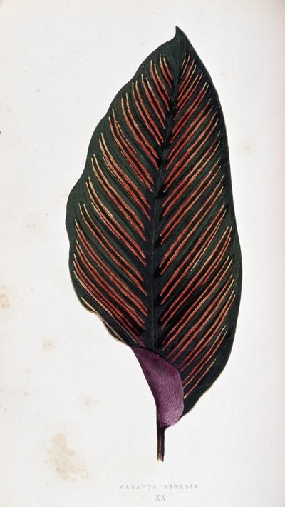 Maranta blad megalis. Botanische plaat in 