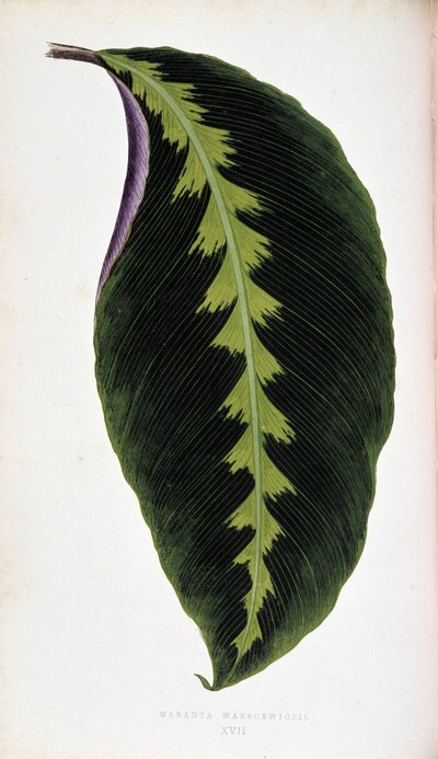 Maranta blad warscewiczil. Botanische plaat in 